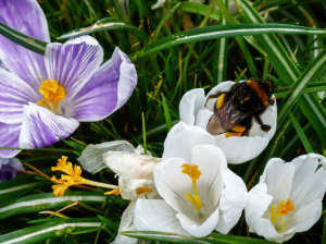 A bumble bee enjoying the crocus pollen in Conway rec, North London