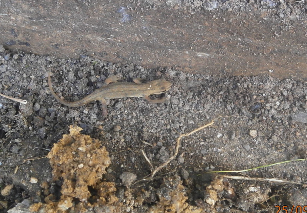 A family of newts was discovered during path digging and saved