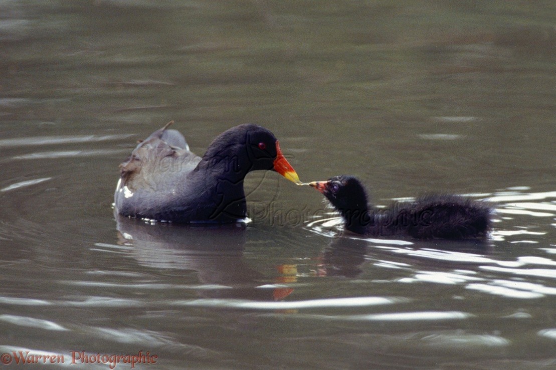 MoorhenFeeding