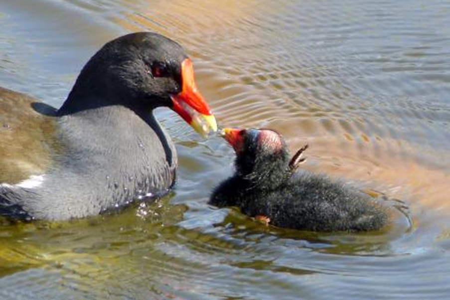 MoorhensFeeding MoorhensFeeding